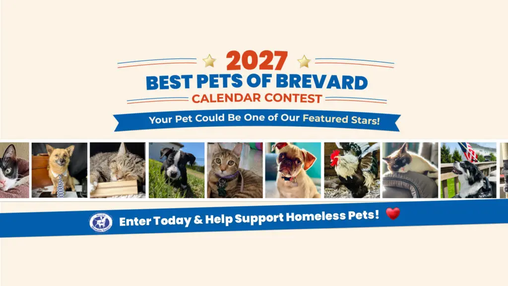2027 Best Pets of Brevard Calendar Contest flyer featuring dogs, cats, and local pets