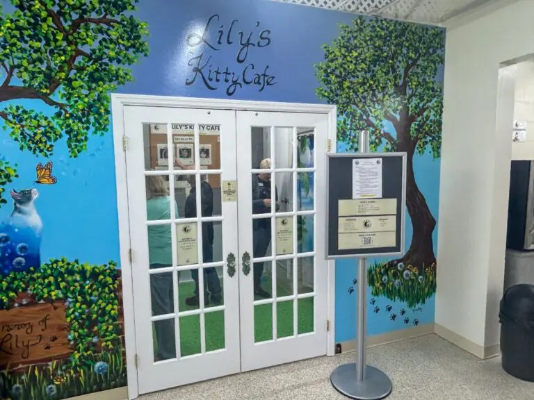 Lily's Kitty Cafe in Molly Mutt Thrift Shop in Melbourne