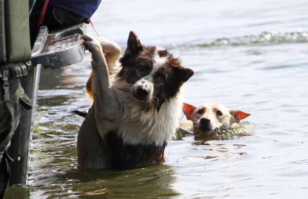 The Brevard Humane Society Sends a “1,000 lbs. of Love” To Pets Impacted by Hurricane Dorian