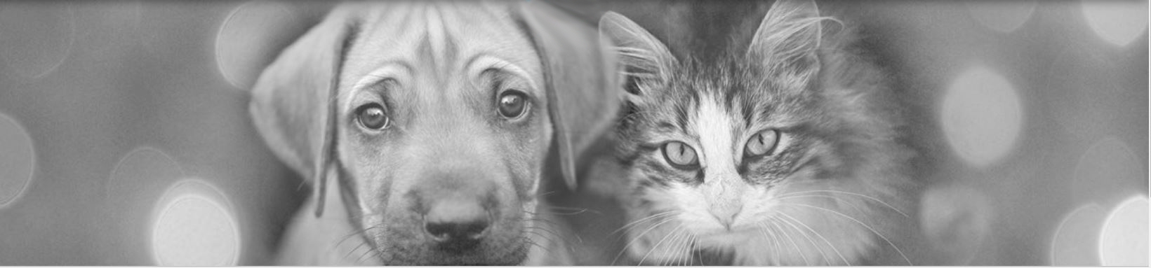 Remember-Me-Banner