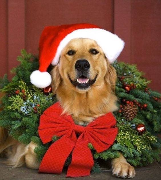 The Brevard Humane Society Launches New Initiative To Enable Homeless Pets To Have A Home For The “Pawlidays”