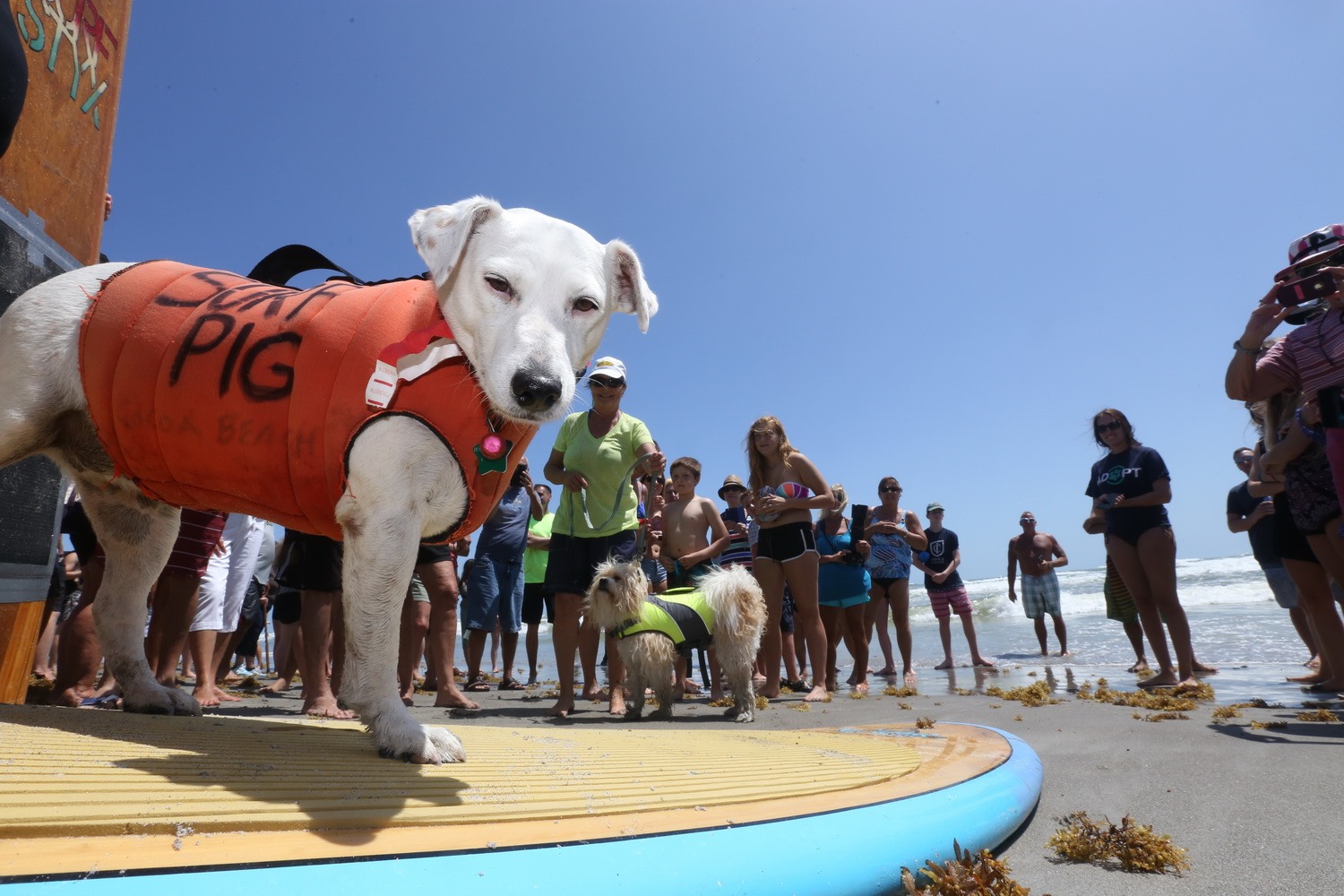 East Coast Dog Surfing Championships