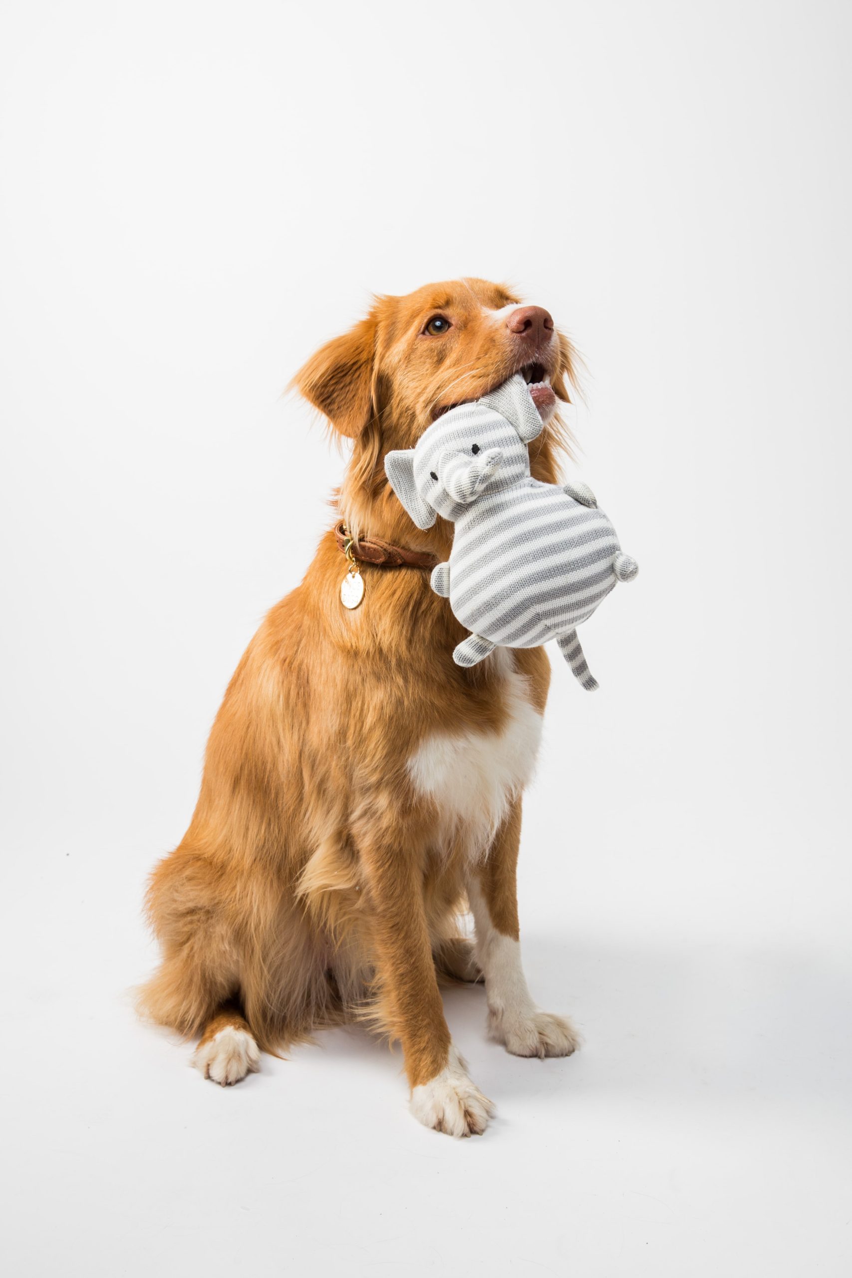 Lost Pet Prevention Month | How To Secure Your Spaces!