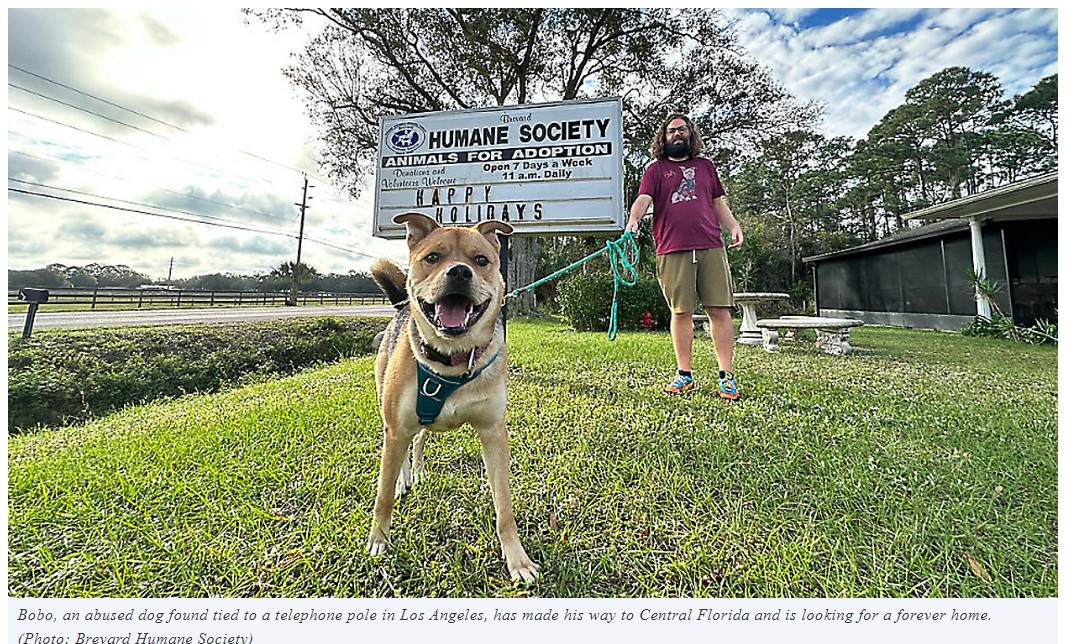 Abandoned dog needs ‘furever’ home after making cross-country trip to Central Florida