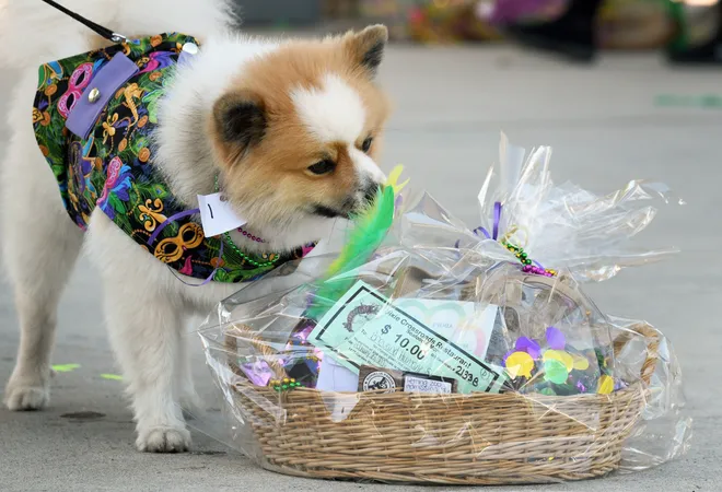 Dogs by the Dozens at Brevard Humane Society Mardi Gras Paws in the Park in Cocoa