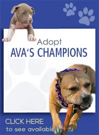 Adopt Ava's Champions