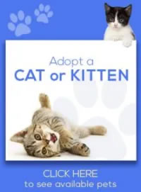 Adopt a Cat or Kitten