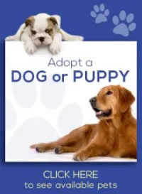 Adopt a Dog or Puppy
