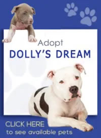 Adopt Dolly's Dream