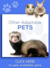 Other Adoptable Pets