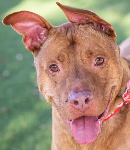 Albert- A0051576459