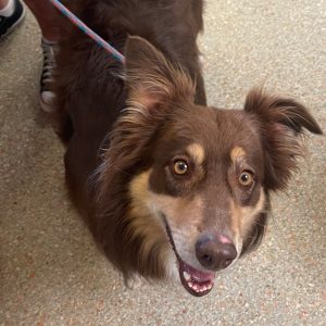 1200x1200-site-picts_AdoptSplitter_AdopedDog.jpg